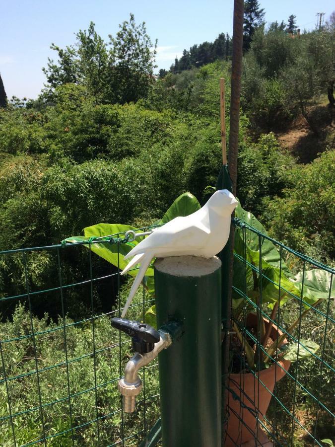 Pensjonat La Casina Delle Rondini Corsanico-Bargecchia Zewnętrze zdjęcie