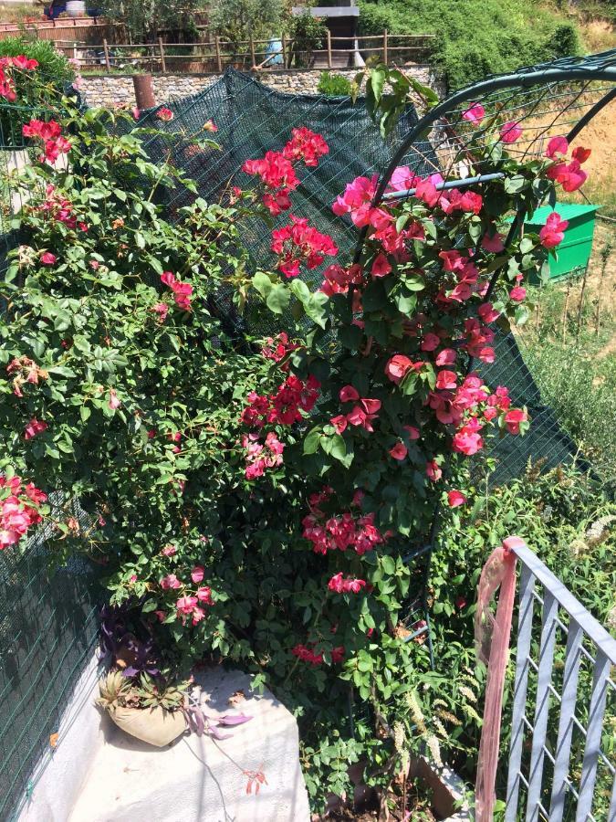 Pensjonat La Casina Delle Rondini Corsanico-Bargecchia Zewnętrze zdjęcie